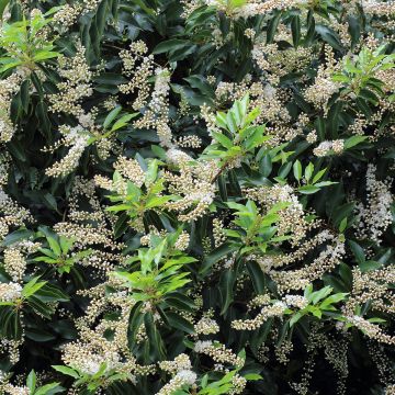 Laurier du Portugal - Prunus lusitanica Angustifolia