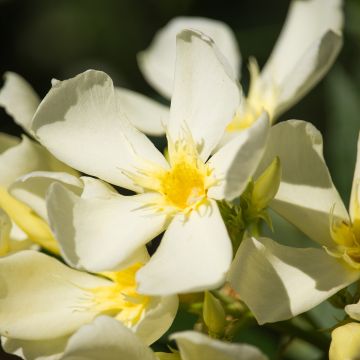 Laurier rose - Nerium oleander Saumon