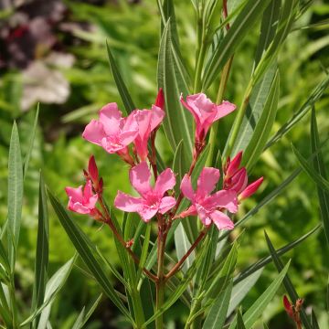 Laurier rose - Nerium oleander Saumon
