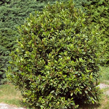 Laurier sauce De Jerusalem BIO - Laurus nobilis