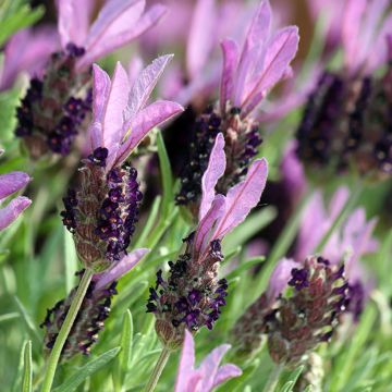 Lavandula stoechas Fat Head - Lavande à toupet - Lavande papillon