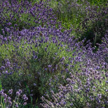 Lavande vraie - Lavandula angustifolia Dwarf Blue