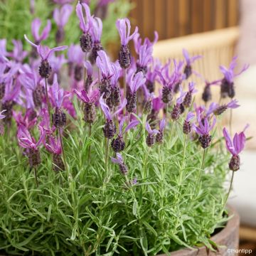 Lavandula stoechas Magical Posy Pink - Lavande papillon