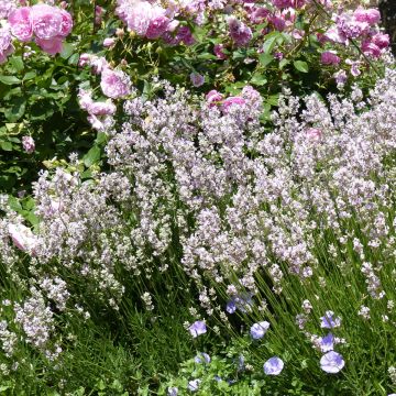 Lavande - Lavandula angustifolia Rosea