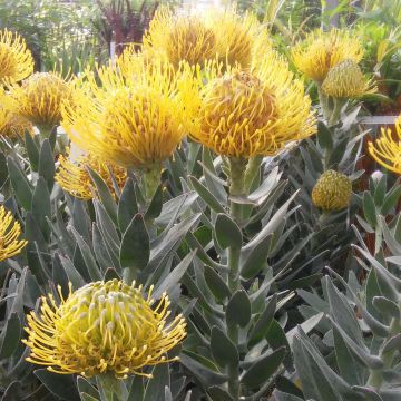 Leucospermum Copper Carnival - Pelote d'épingles