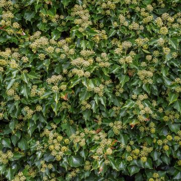 Lierre commun - Hedera helix Arbori Compact