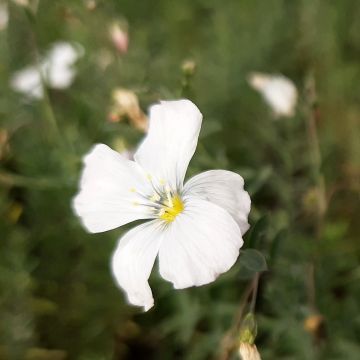 Linum perenne Saphir - Lin vivace