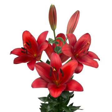 Lis asiatique - Lilium Netty's pride