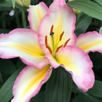 Lis oriental Captain Tricolor