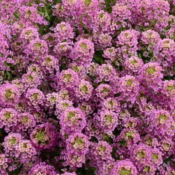 Lobularia Raspberry Stream - alysse odorant
