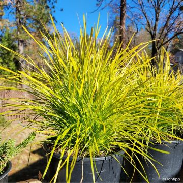 Lomandra White Sands