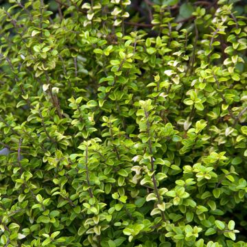 Lonicera nitida Twiggy - Chèvrefeuille à feuilles de buis