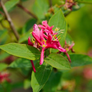 Chèvrefeuille de tatarie - Lonicera tatarica Hack's Red