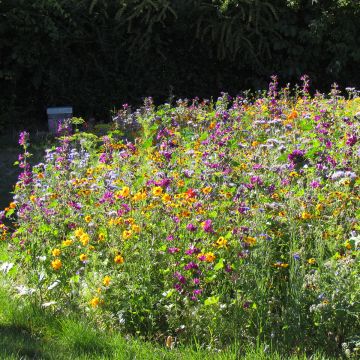 Jachère Papillons - Boîte pour 100 à 200 m²