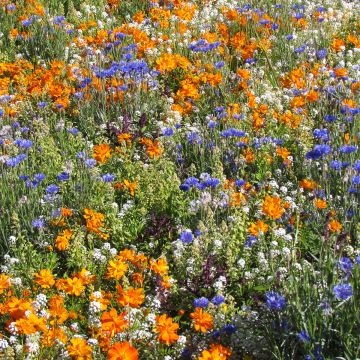 Mélange de graines mellifère pour abeilles