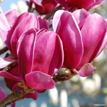 Magnolia greffé Shirazz