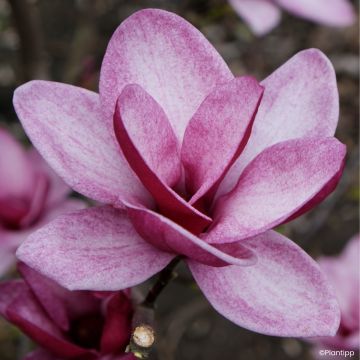 Magnolia Genie