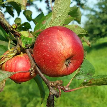 Pommier Kantówka Gdańska