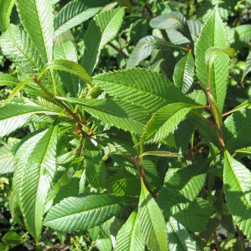 Meliosma cuneifolia subsp. cuneifolia
