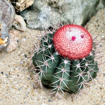 Mammillaria perbella 