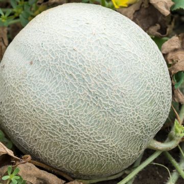 Melon sucrin de Tours Bio - Ferme de Ste Marthe