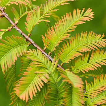 Metasequoia glyptostroboides