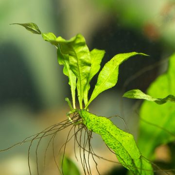 Microsorum pteropus - Fougère de Java