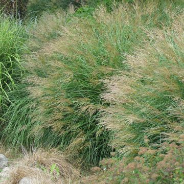Miscanthus sinensis Poseidon - Roseau de Chine
