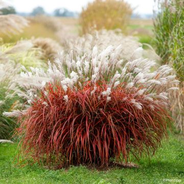 Miscanthus sinensis Cute One - Roseau de Chine nain.