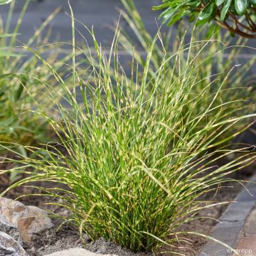 Miscanthus sinensis Gnom - Eulalie, Roseau de Chine