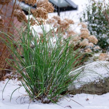 Miscanthus sinensis Cute One - Roseau de Chine nain.