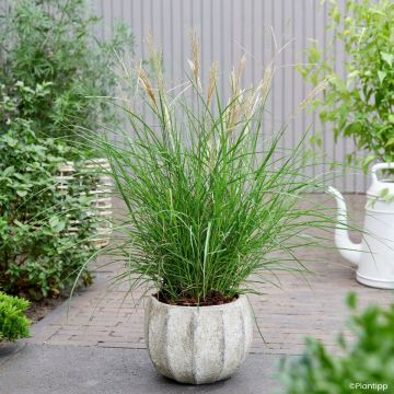 Miscanthus sinensis Gnom - Eulalie, Roseau de Chine
