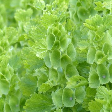 Graines de Moluccella laevis Bells of Ireland - Clochettes d'Irlande