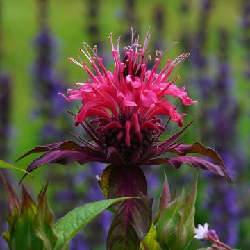 Monarde Scorpion - Bergamote lie-de-vin