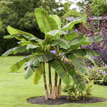 Musa Sikkimensis