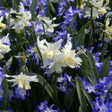 Narcisse Toto