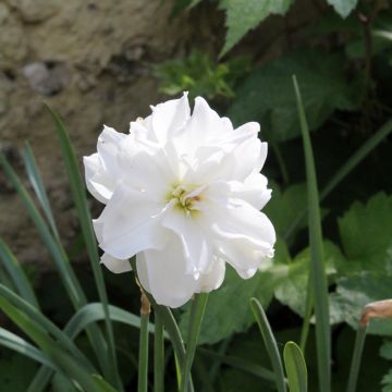 Narcisse poeticus albus plenus odoratus