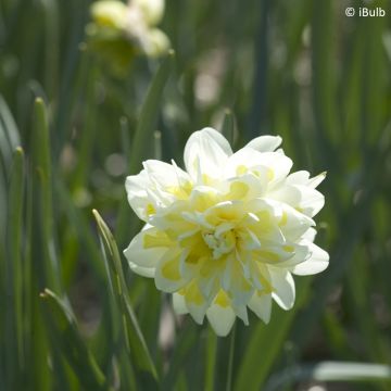 Narcisse Irene Coppeland