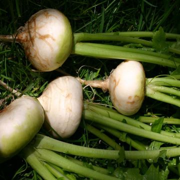 Navet marteau Bio - Ferme de Sainte Marthe