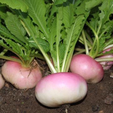 Navet de Milan Rouge Bio - Ferme de Sainte Marthe