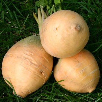 Navet jaune Boule d'Or race Goldana BIO