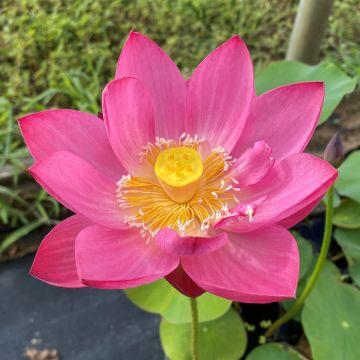 Nelumbo nucifera rose - Lotus des Indes rose