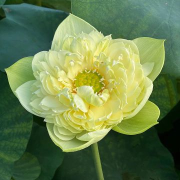 Nelumbo nucifera rose - Lotus des Indes rose