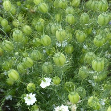 Graines de Nigelle de Damas blanche à capsule rouge