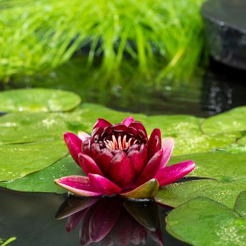 Nymphaea Colonel A.J. Welch - Nénuphar jaune