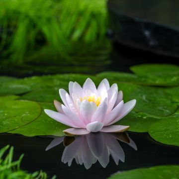 Nymphaea Colonel A.J. Welch - Nénuphar jaune