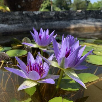 Nuphar lutea - Nénuphar jaune  