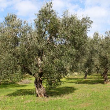 Olivier - Olea europaea pot de 7L 1/4 tige