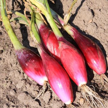 Oignon Rouge long de Florence Bio - Ferme de Sainte Marthe