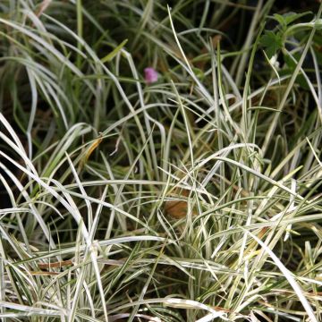 Ophiopogon japonicus Silver Mist - Herbe aux turquoises panachée